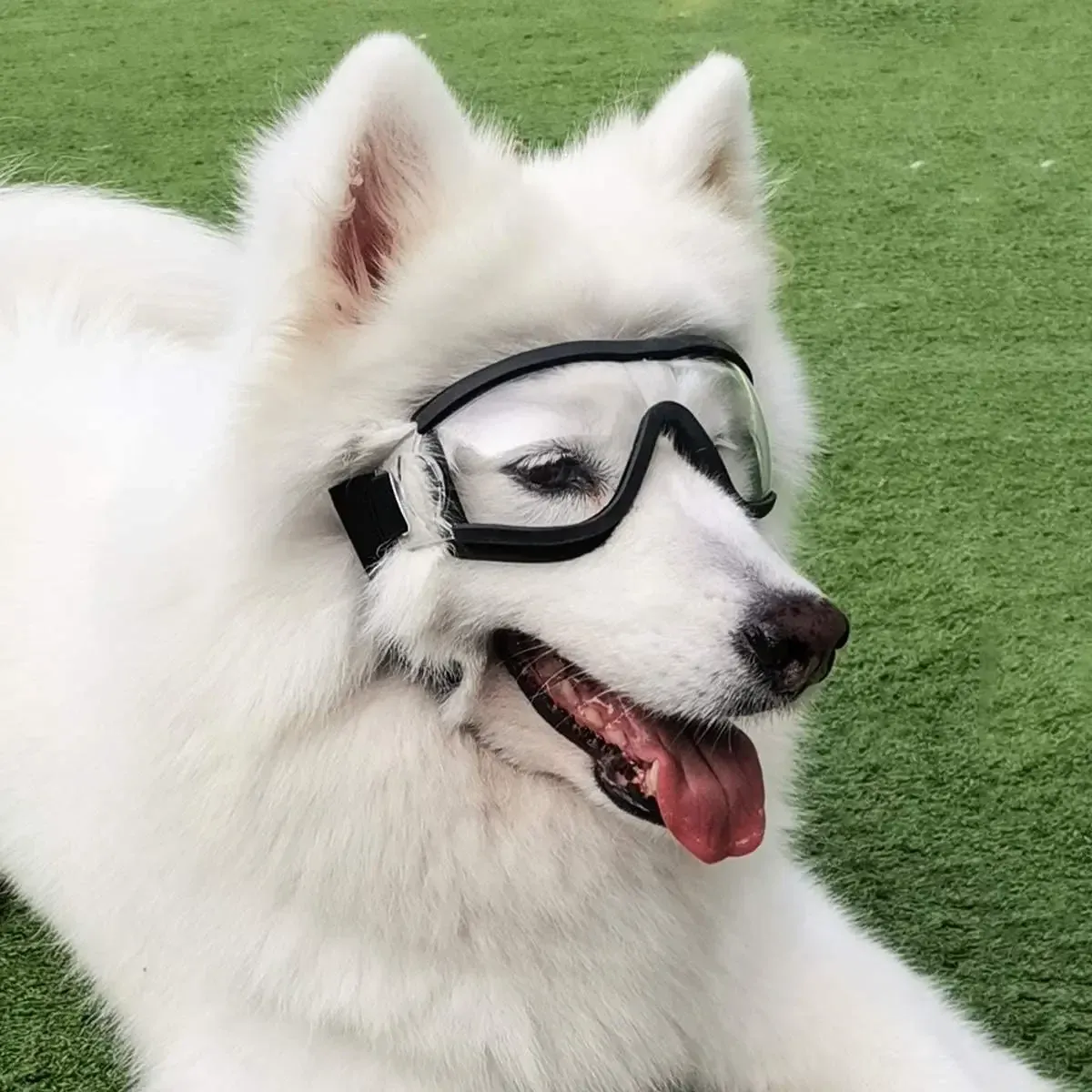 Abbigliamento per cani che indossa occhiali da sole affronta una neve nuvolosa Occhiali che rendono un animale domestico di medie dimensioni_voghion.com