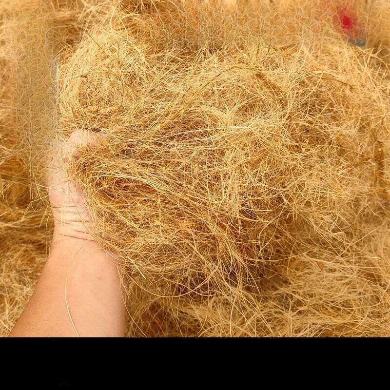 【 1509 People Praised 】 Hainan Natural Coconut Palm Silk Bedding, Horticultural Flowers, Potted Plants, Decorative_voghion.com