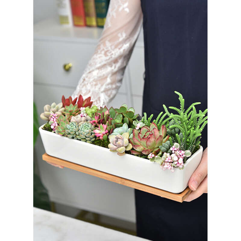 Ghiveci suculent din porțelan alb special Dongheng, ceramic, cu fâșii lungi_voghion.com
