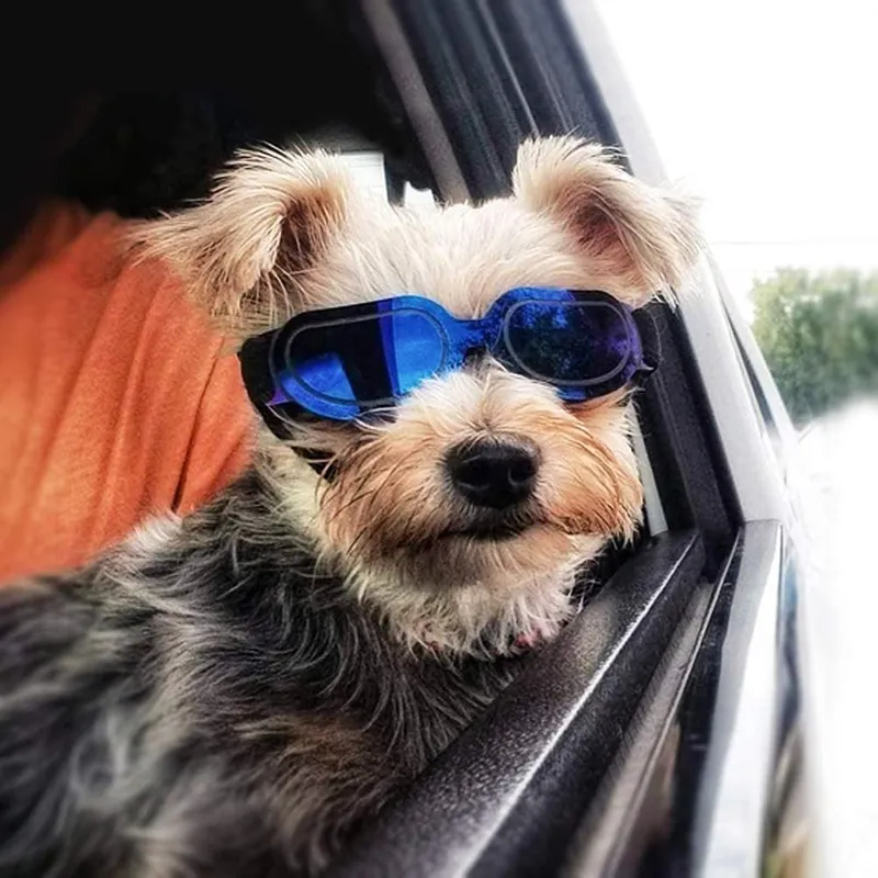 Lunettes de soleil tendance pour petits chiens, coupe-vent, anti-poussière, avec bande réglable pour protection UV_voghion.com