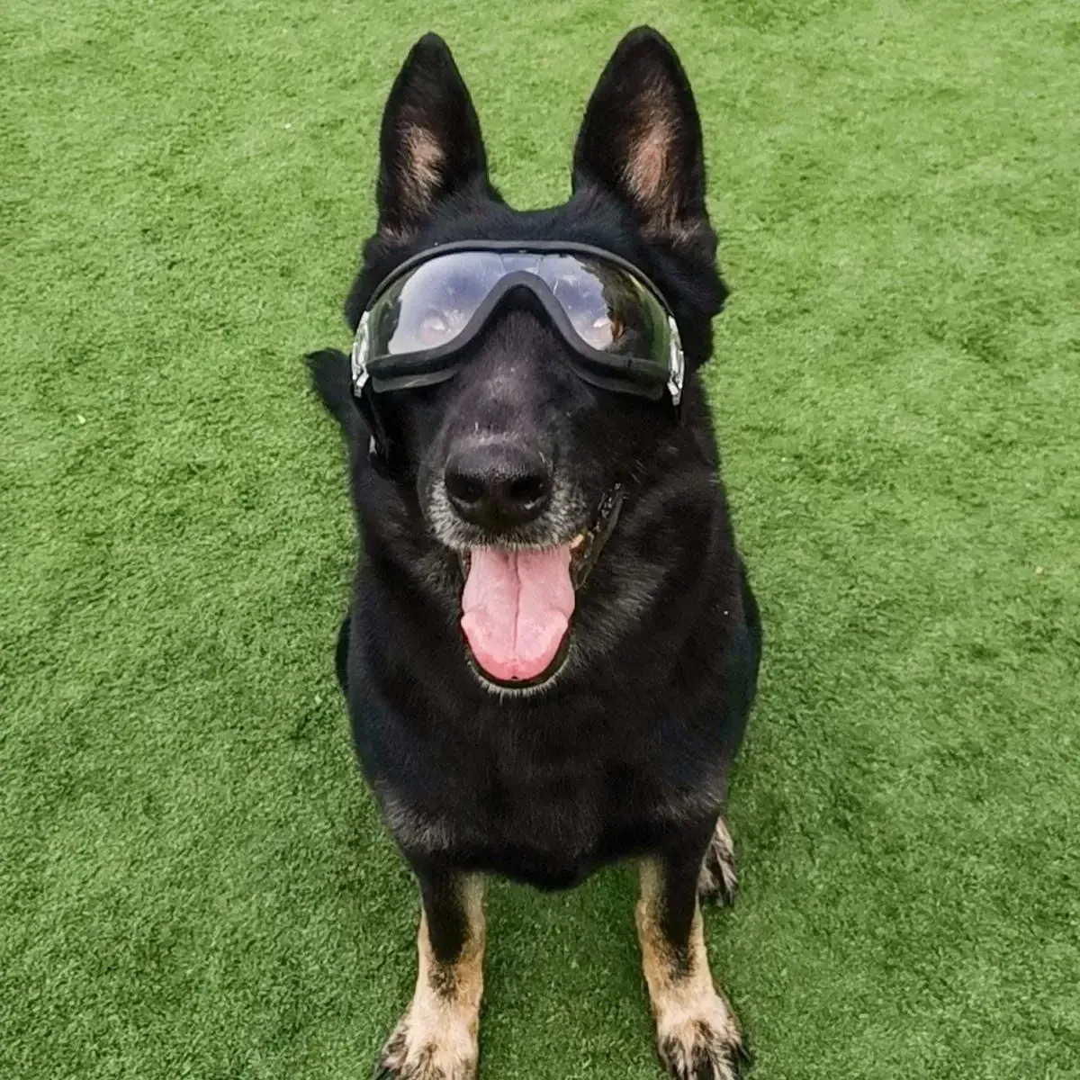Abbigliamento per cani che indossa occhiali da sole affronta una neve nuvolosa Occhiali che rendono un animale domestico di medie dimensioni_voghion.com
