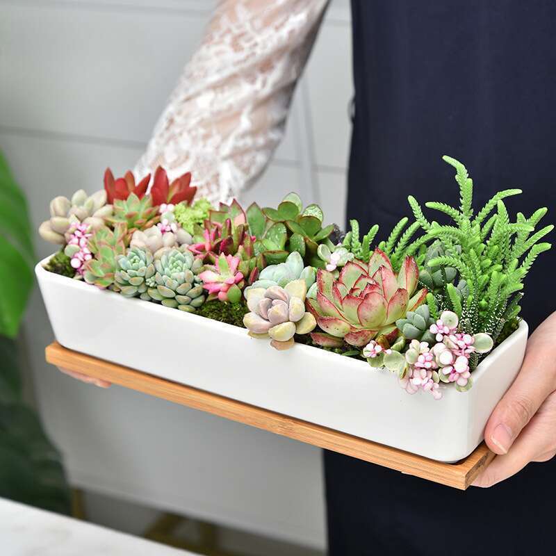 Ghiveci suculent din porțelan alb special Dongheng, ceramic, cu fâșii lungi_voghion.com