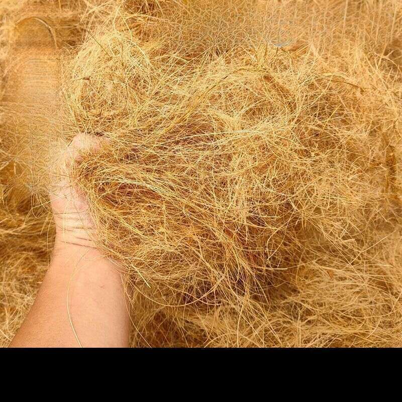 【 1509 People Praised 】 Hainan Natural Coconut Palm Silk Bedding, Horticultural Flowers, Potted Plants, Decorative_voghion.com