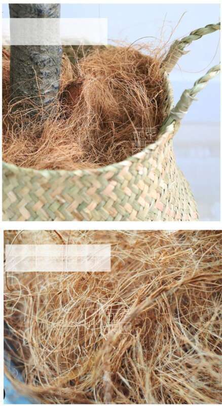 【 1509 People Praised 】 Hainan Natural Coconut Palm Silk Bedding, Horticultural Flowers, Potted Plants, Decorative_voghion.com