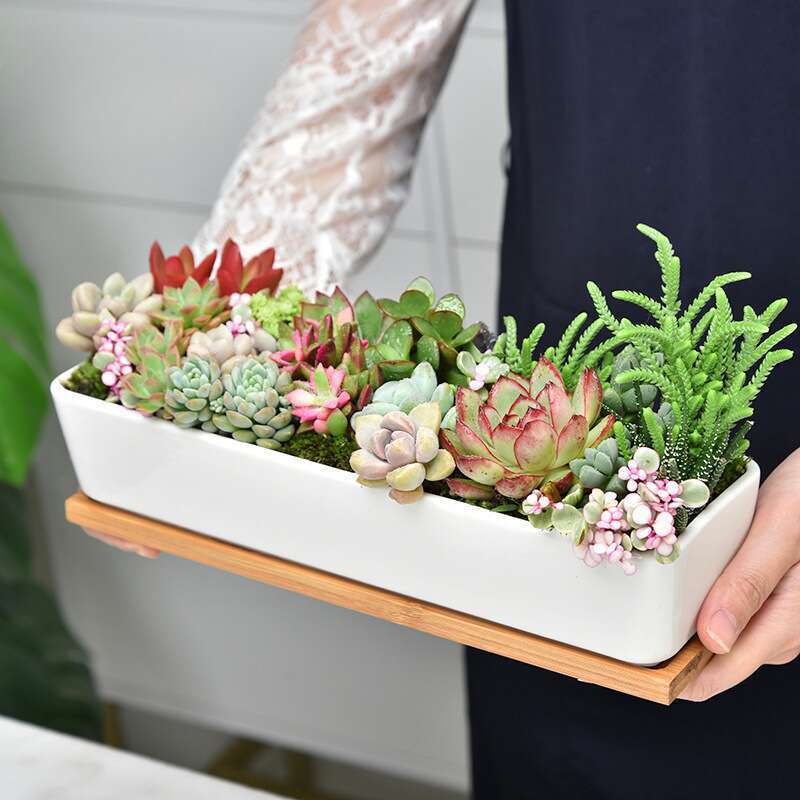 Ghiveci suculent din porțelan alb special Dongheng, ceramic, cu fâșii lungi_voghion.com
