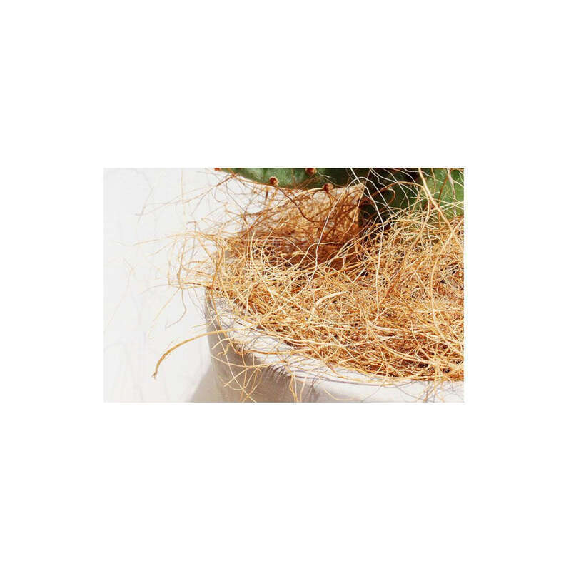 【 1509 People Praised 】 Hainan Natural Coconut Palm Silk Bedding, Horticultural Flowers, Potted Plants, Decorative_voghion.com