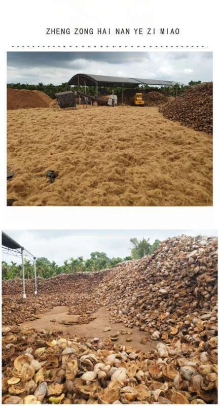【 1509 People Praised 】 Hainan Natural Coconut Palm Silk Bedding, Horticultural Flowers, Potted Plants, Decorative_voghion.com